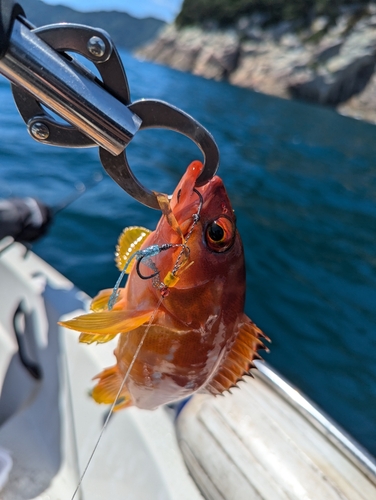 アカハタの釣果