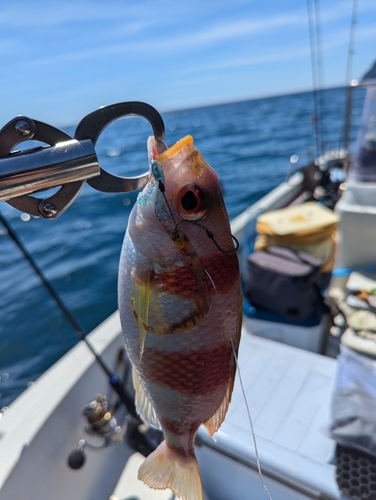 タマガシラの釣果