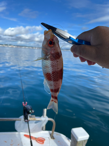 タマガシラの釣果