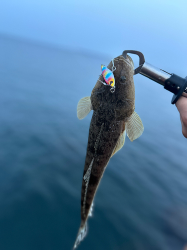 マゴチの釣果