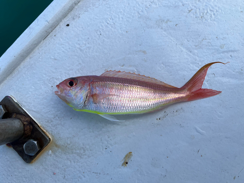 イトヨリダイの釣果