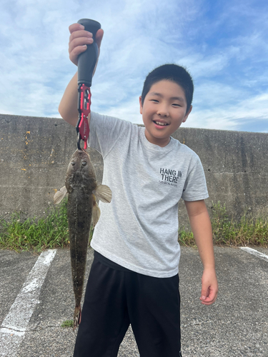 マゴチの釣果