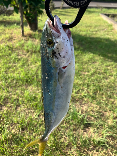 ワカシの釣果