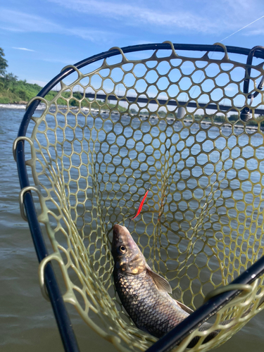 ニゴイの釣果