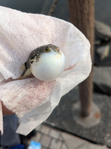 ハゼの釣果