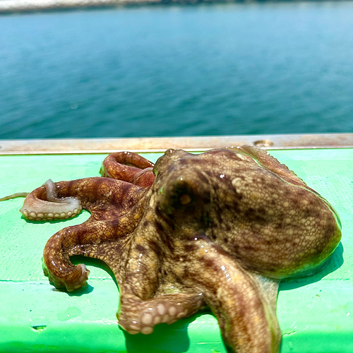 マダコの釣果