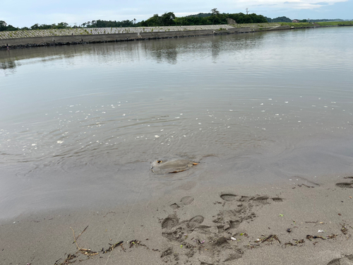 アカエイの釣果