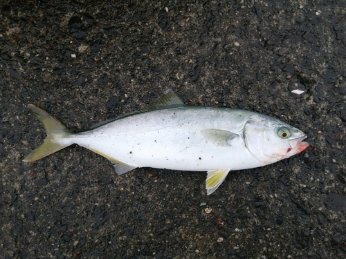 フクラギの釣果