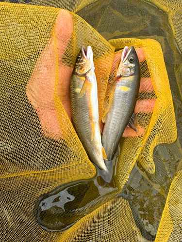 アユの釣果