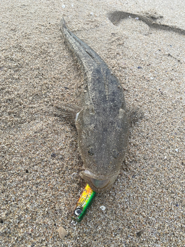 マゴチの釣果