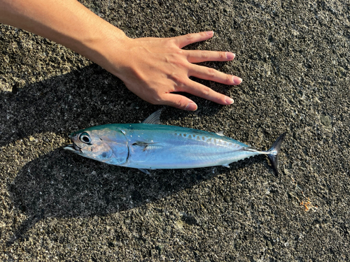 マルソウダの釣果