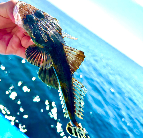 マゴチの釣果