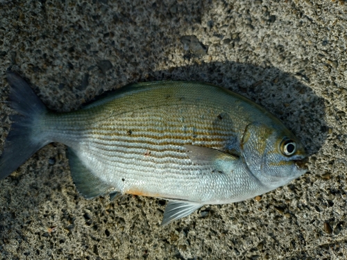 イスズミの釣果