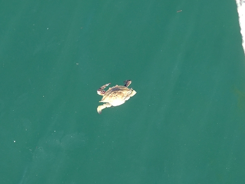 カニの釣果