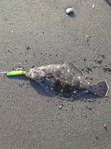 ソゲの釣果