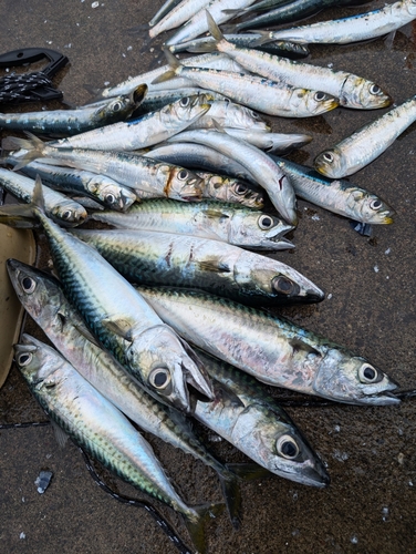 サバの釣果