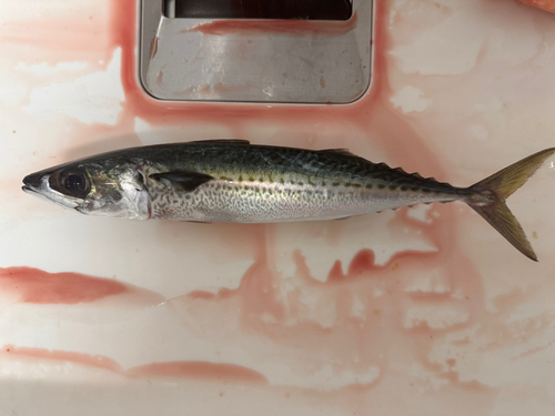 サバの釣果