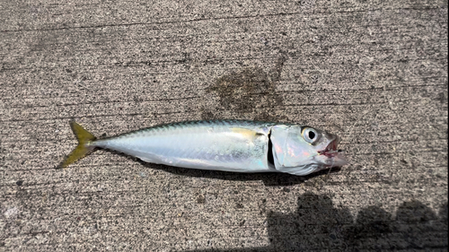 サバの釣果