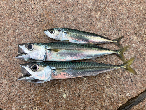 サバの釣果