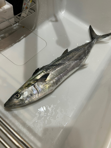 サゴシの釣果