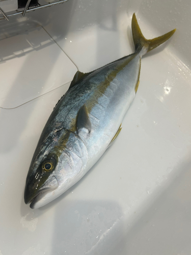 ヒラマサの釣果