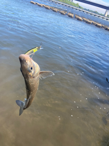 ニゴイの釣果