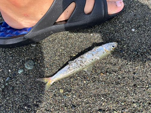 ウルメイワシの釣果