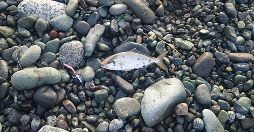 ショゴの釣果