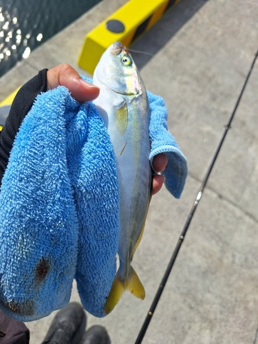 ワカシの釣果