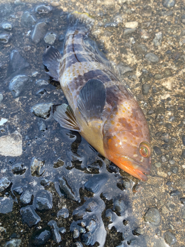 アオハタの釣果