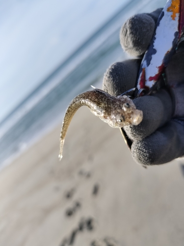 コチの釣果