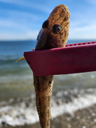 ハゼの釣果