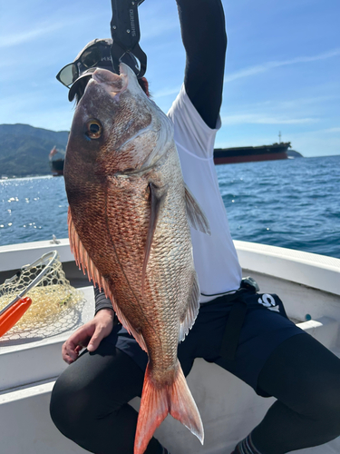 マダイの釣果