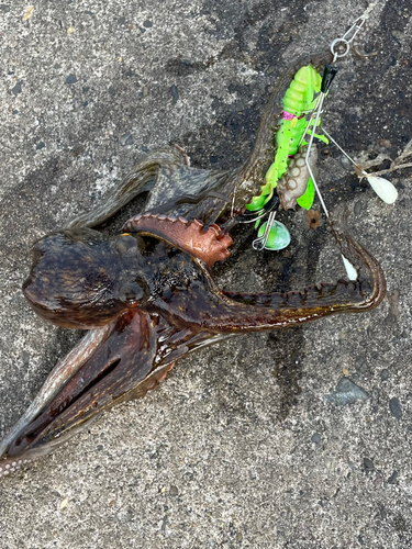 マダコの釣果