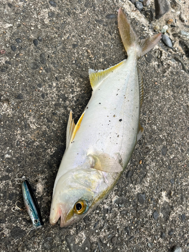 ショゴの釣果