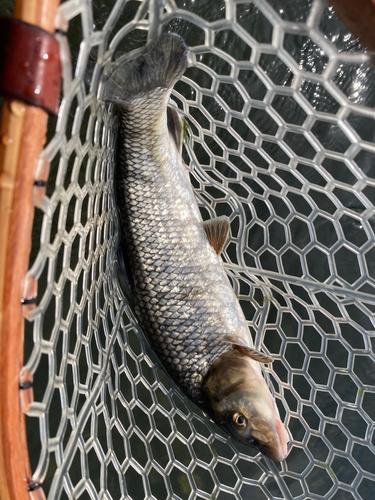 ニゴイの釣果