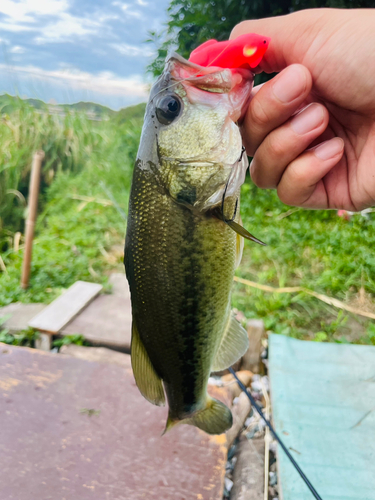 ブラックバスの釣果