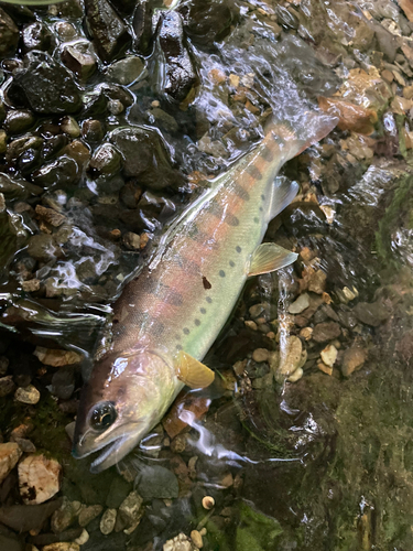 ヤマメの釣果