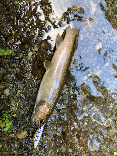 イワナの釣果