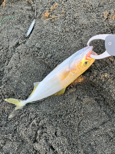 ワカシの釣果