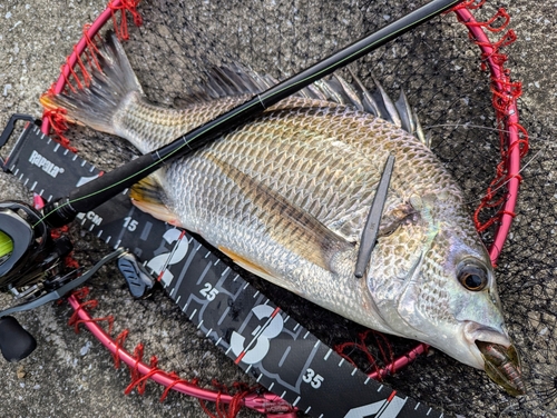 キビレの釣果