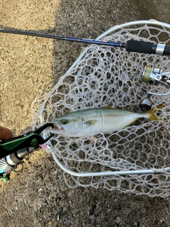 ツバスの釣果