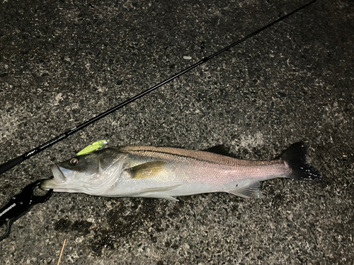 シーバスの釣果