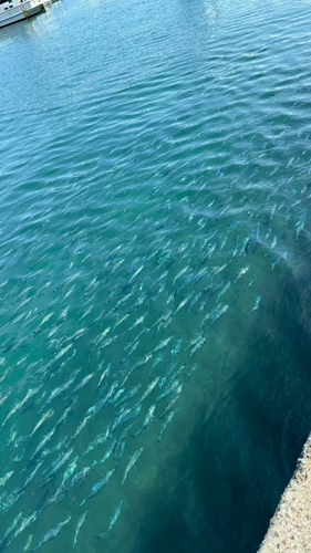 マルソウダの釣果