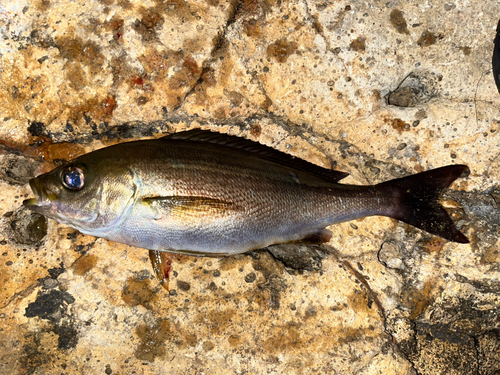 イサキの釣果