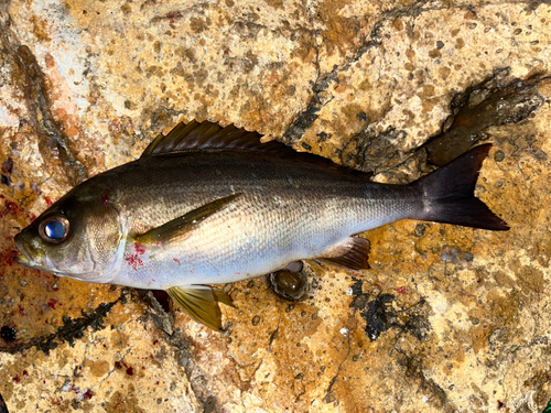 イサキの釣果