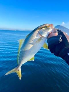 ネリゴの釣果