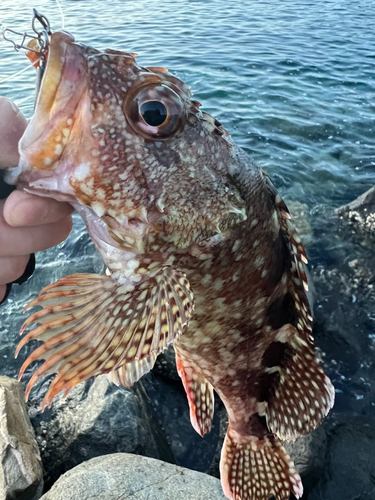 アラカブの釣果