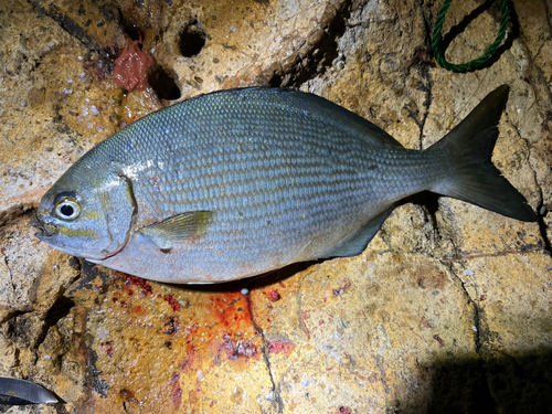 イスズミの釣果