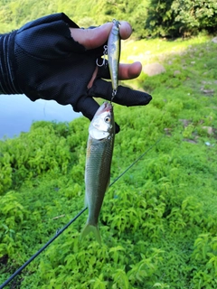 ハスの釣果